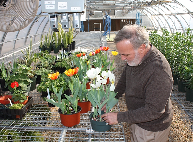 Man in greenhouse tending to plants