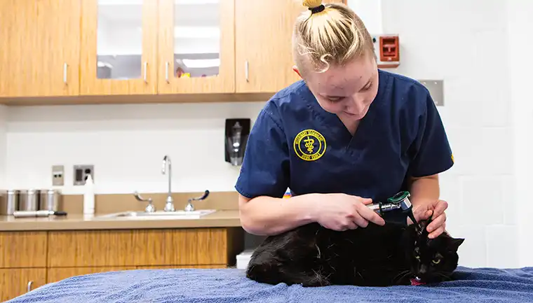 Vet Tech student looks into the ear of a black cat