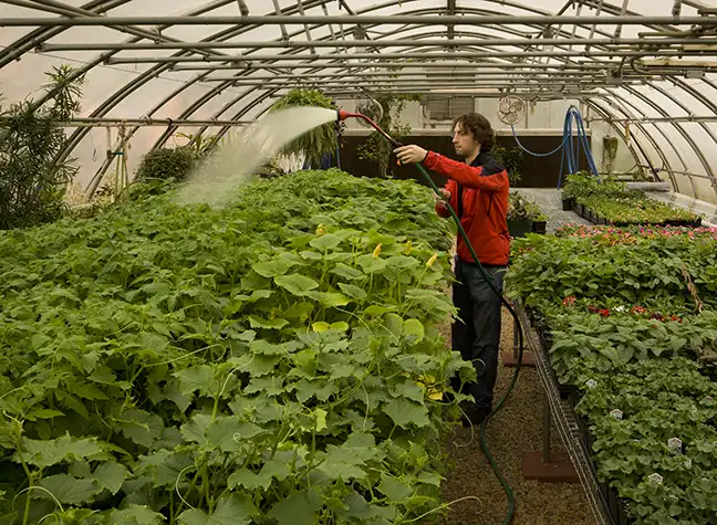 Student working on greenhouse surrounded by plants