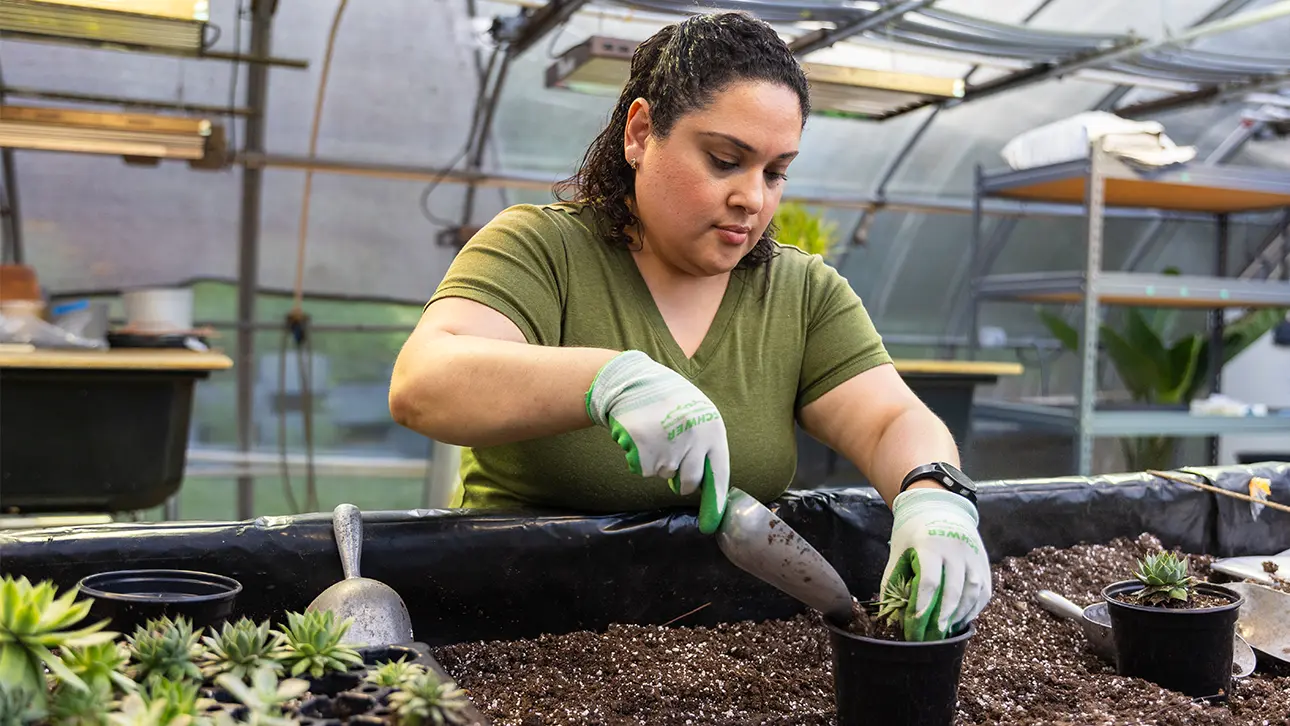 Student potting plants in a greenhouse